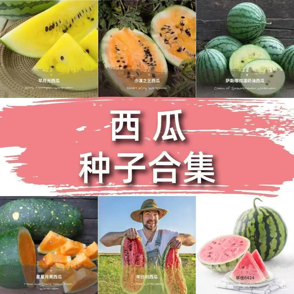 【西瓜合集】黑美人瓜无籽西瓜盆栽小西瓜懒汉西瓜巨型黑龙西瓜种子
