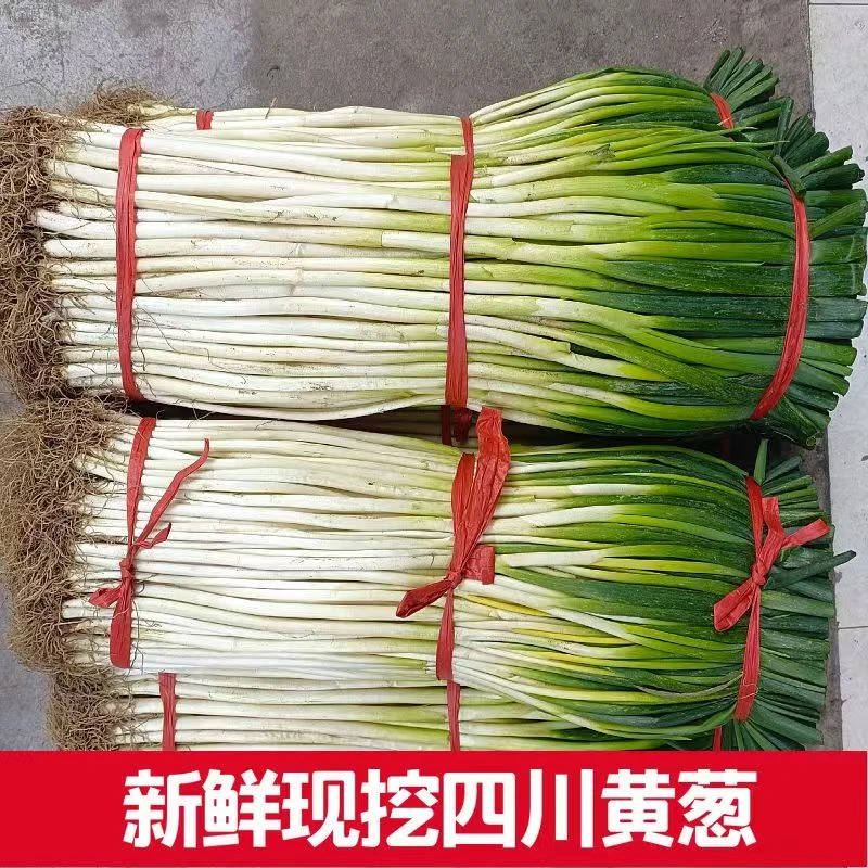 四川去皮香葱黄/现挖现发【香葱黄】川菜配菜优选