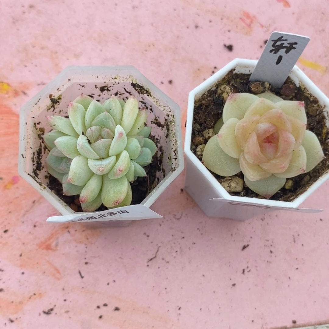 标签922轩1一个多肉