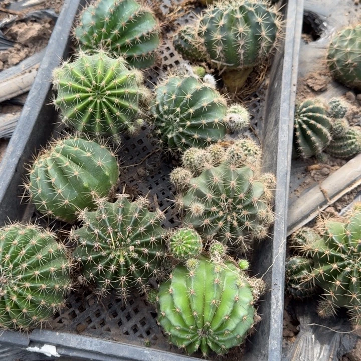 241彩草7公分左右斑一个，20包邮