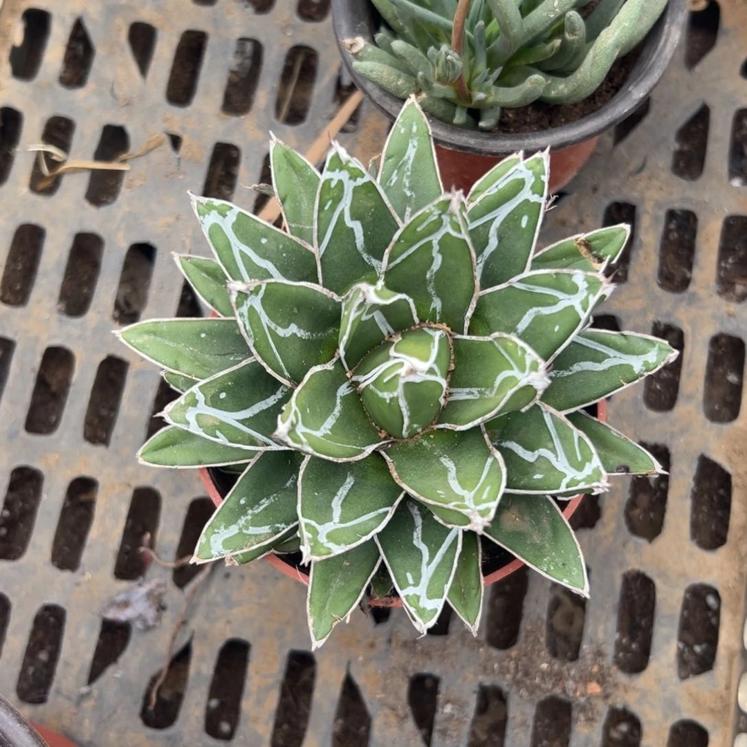 七*、多肉植物多肉植物