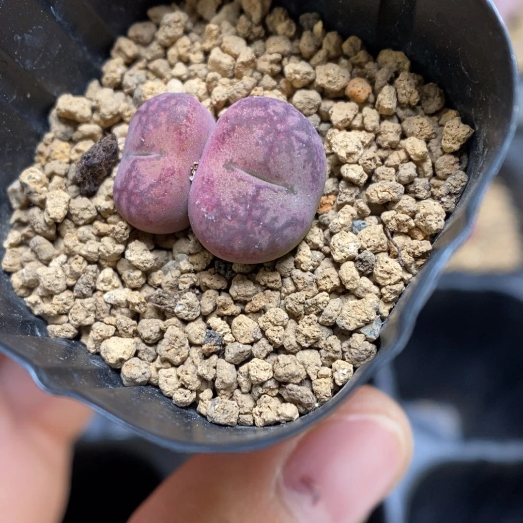 多肉植物肉锥杂交K-3740