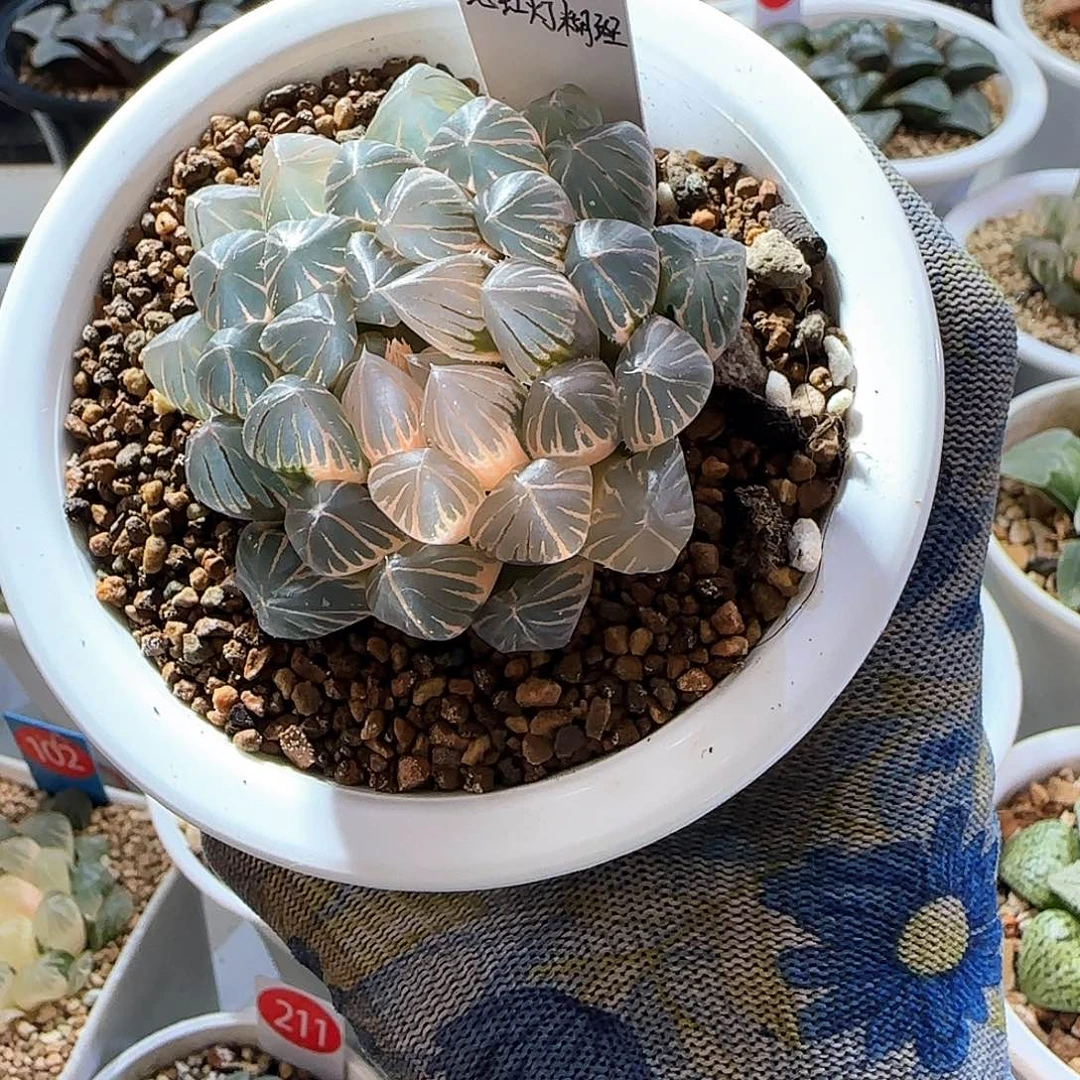 349糊斑霓虹灯 6.5 厘米左右一物一拍带盆