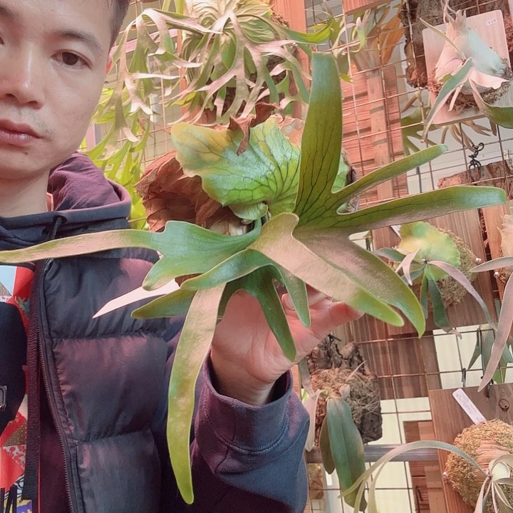 无花朵龙树皇冠00002