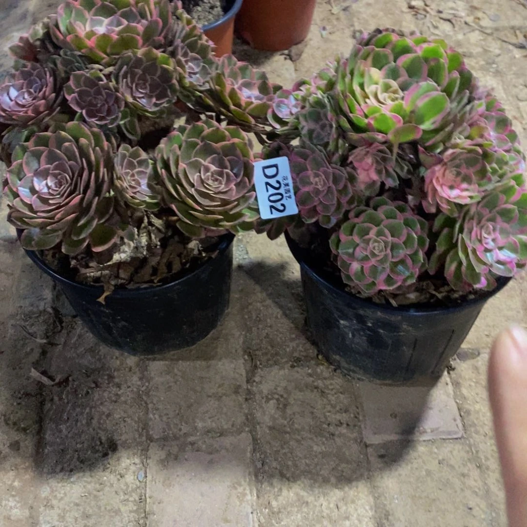 小***当两颗多头植物2020000