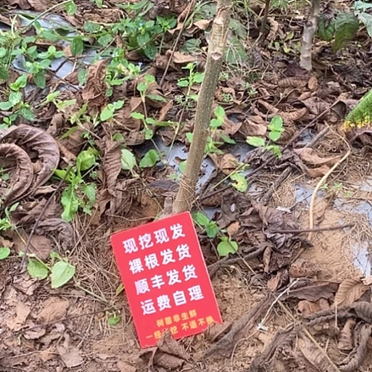 汴***画吊坠文玩核桃南疆
