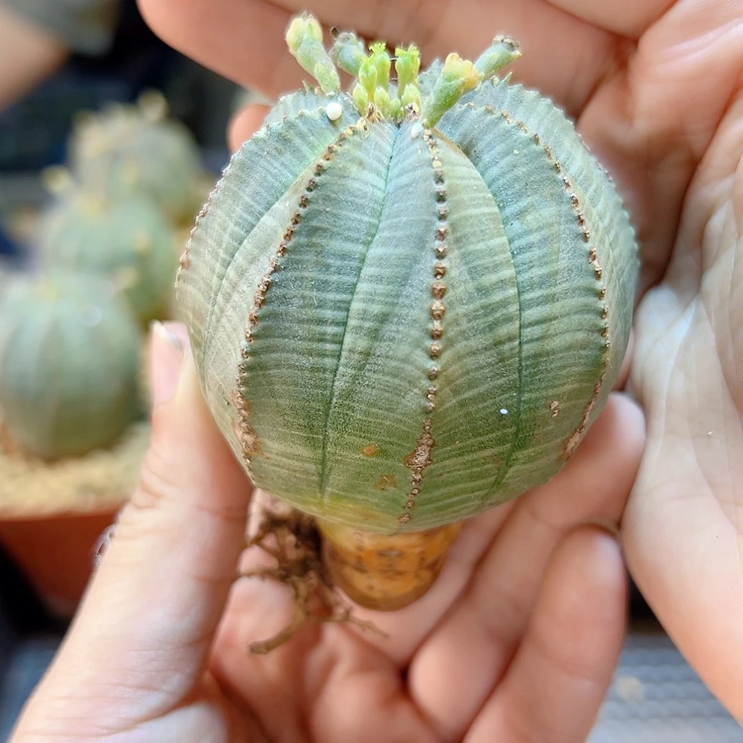 大自根欧布4.8公分1颗