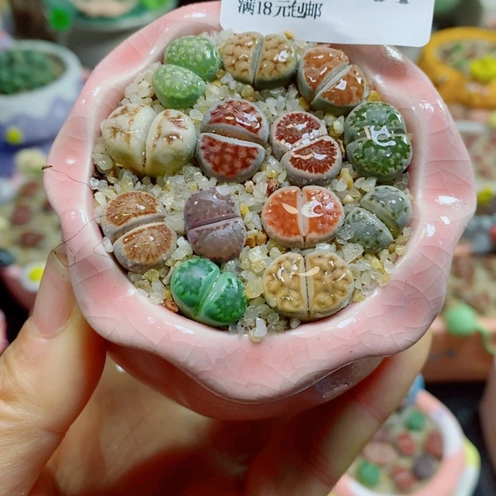 生石花花花花花101