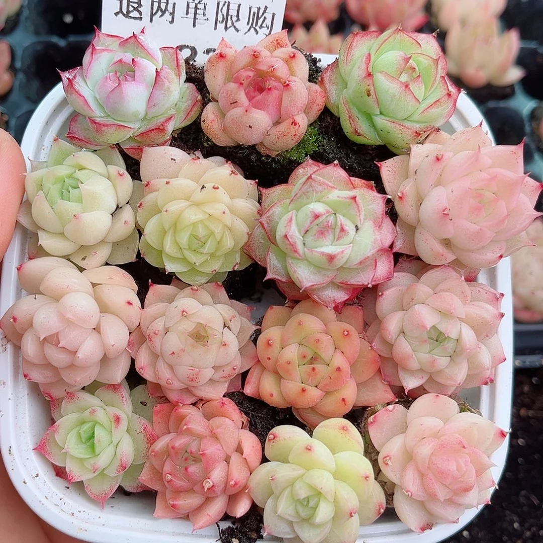 1-231 新疆西藏内蒙不发12.8包邮2-3公分多肉