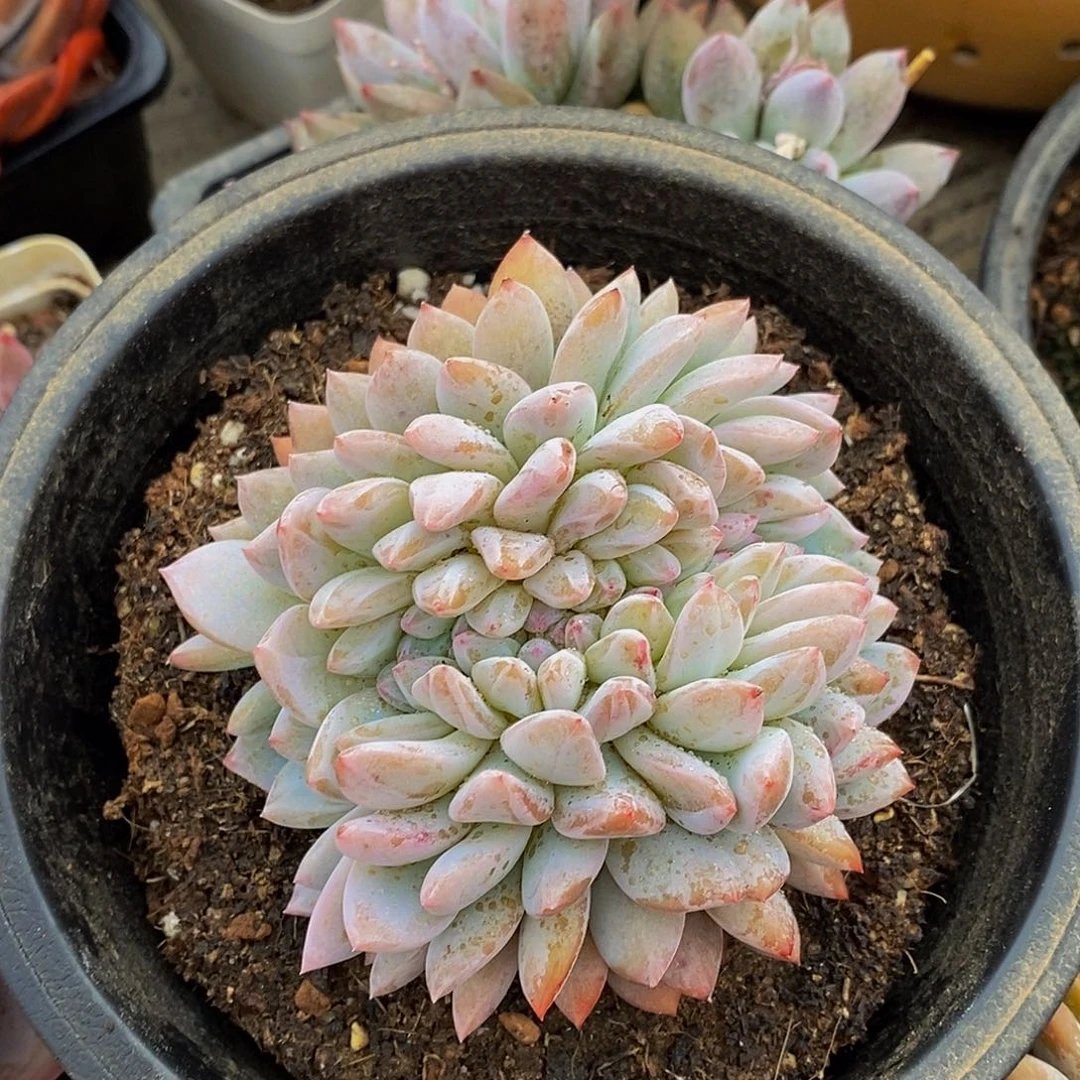 微**泡48包邮一物一拍多肉植物