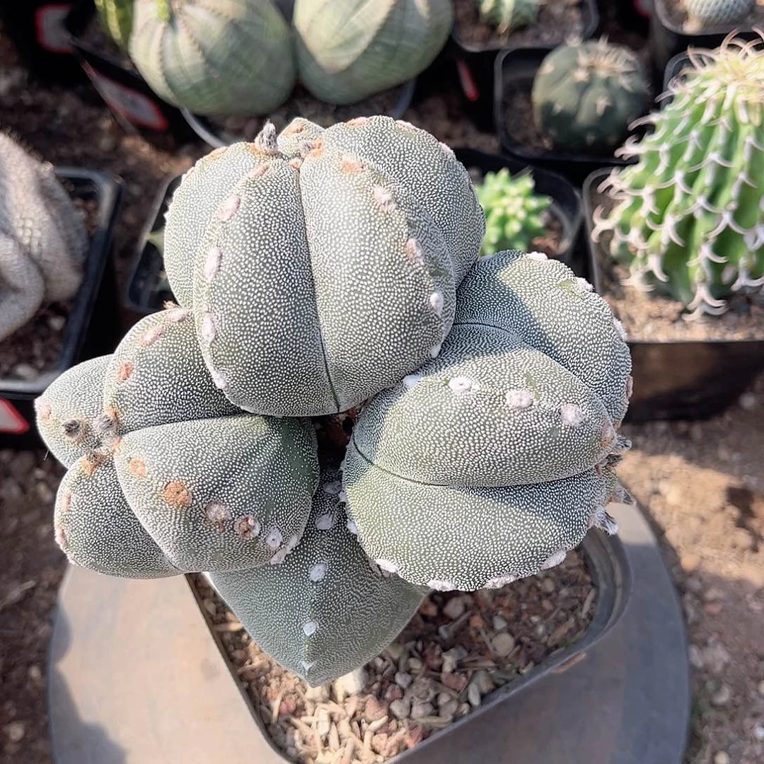 鸾凤浴球上求师生跟