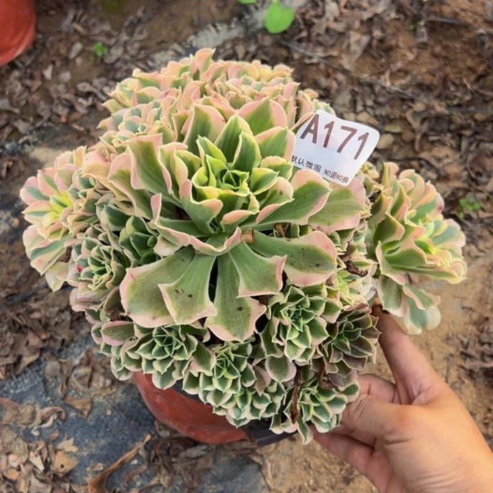 白凤多肉植物171.