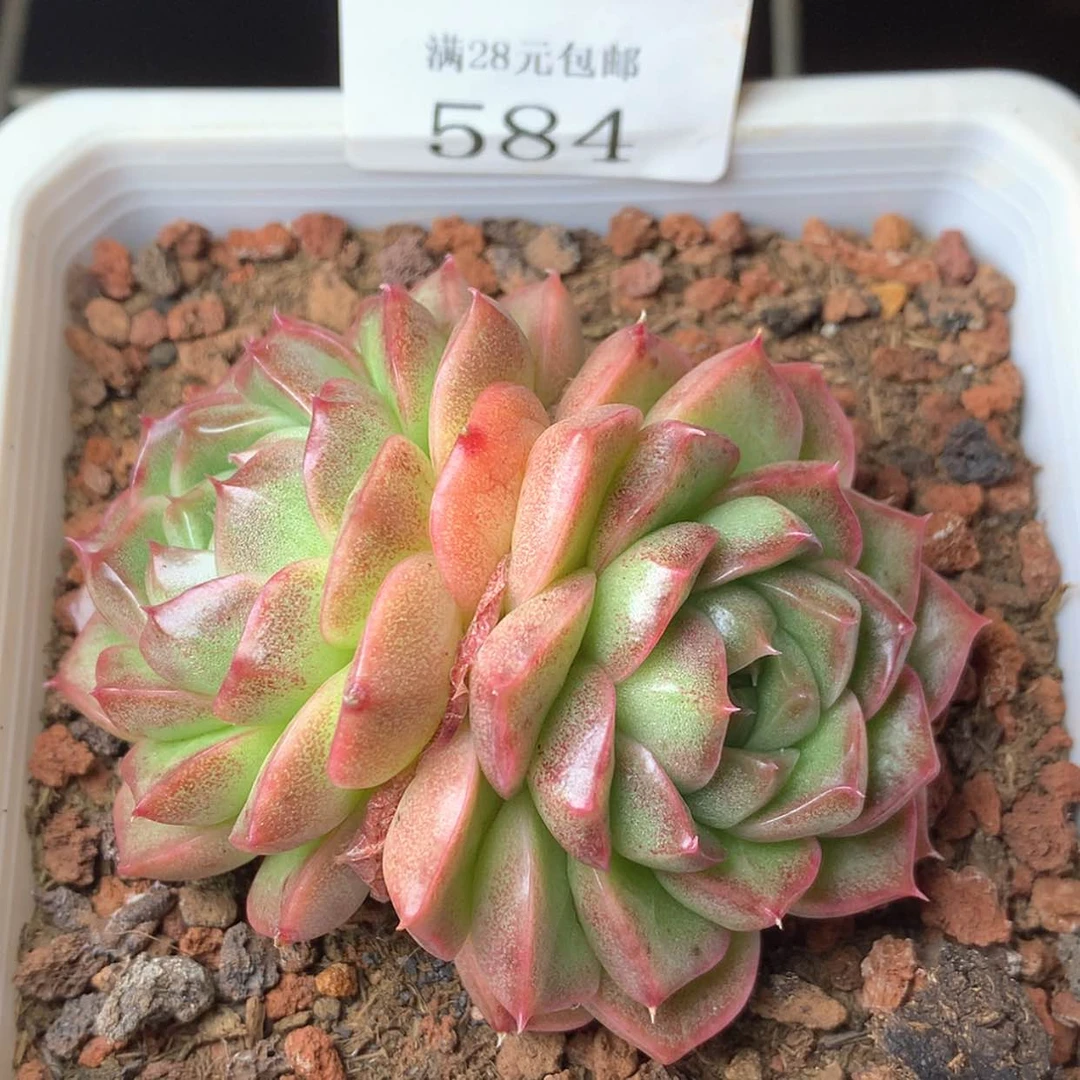 【闪购商品】云584号