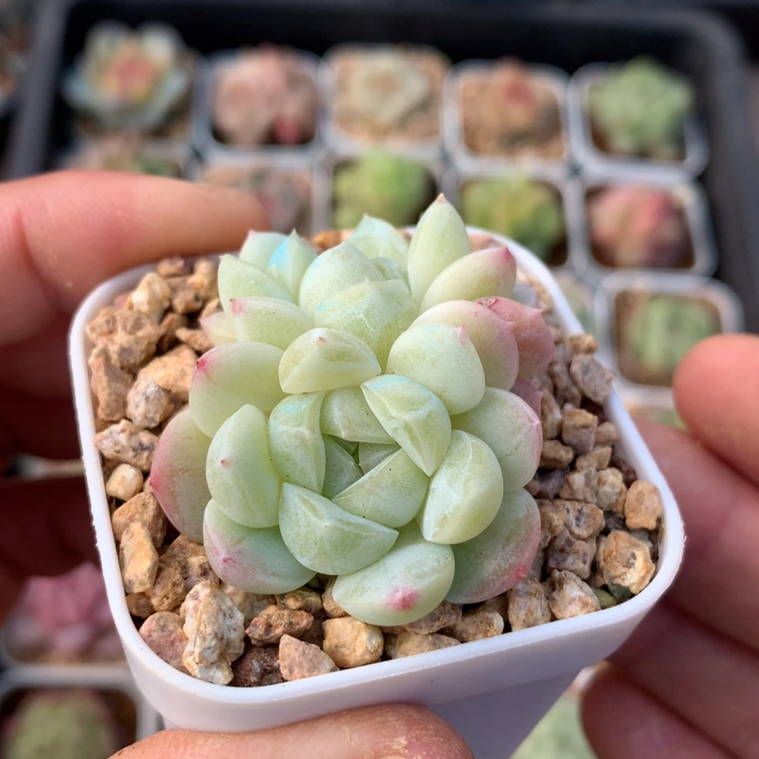 白底色双头。   包子。      14号