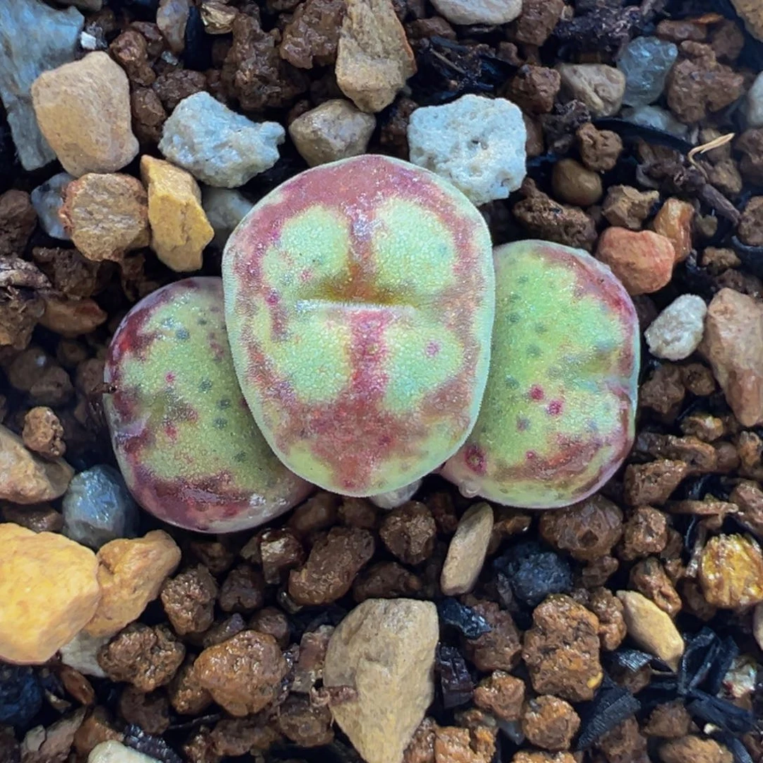 152多肉植物种类和