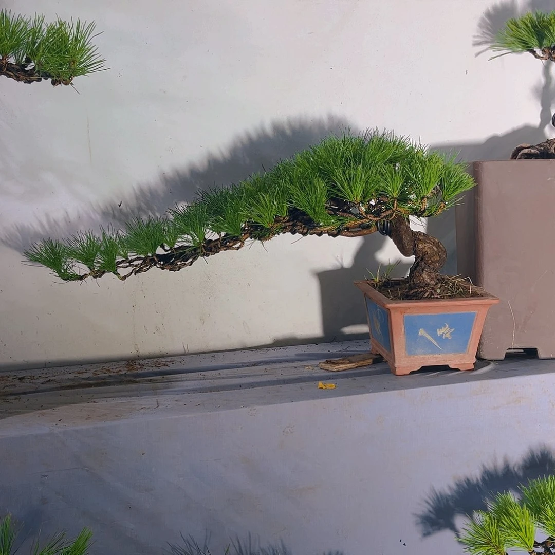 完全开放黑松盆景