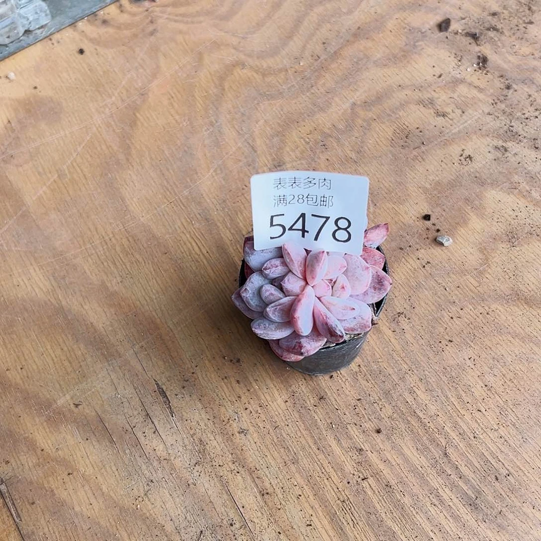 9号高*妞我们的确是一5478