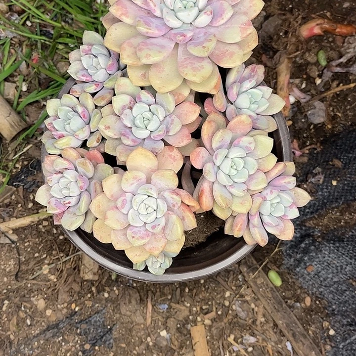 欢***馨花瓣鹿群生，一物一拍