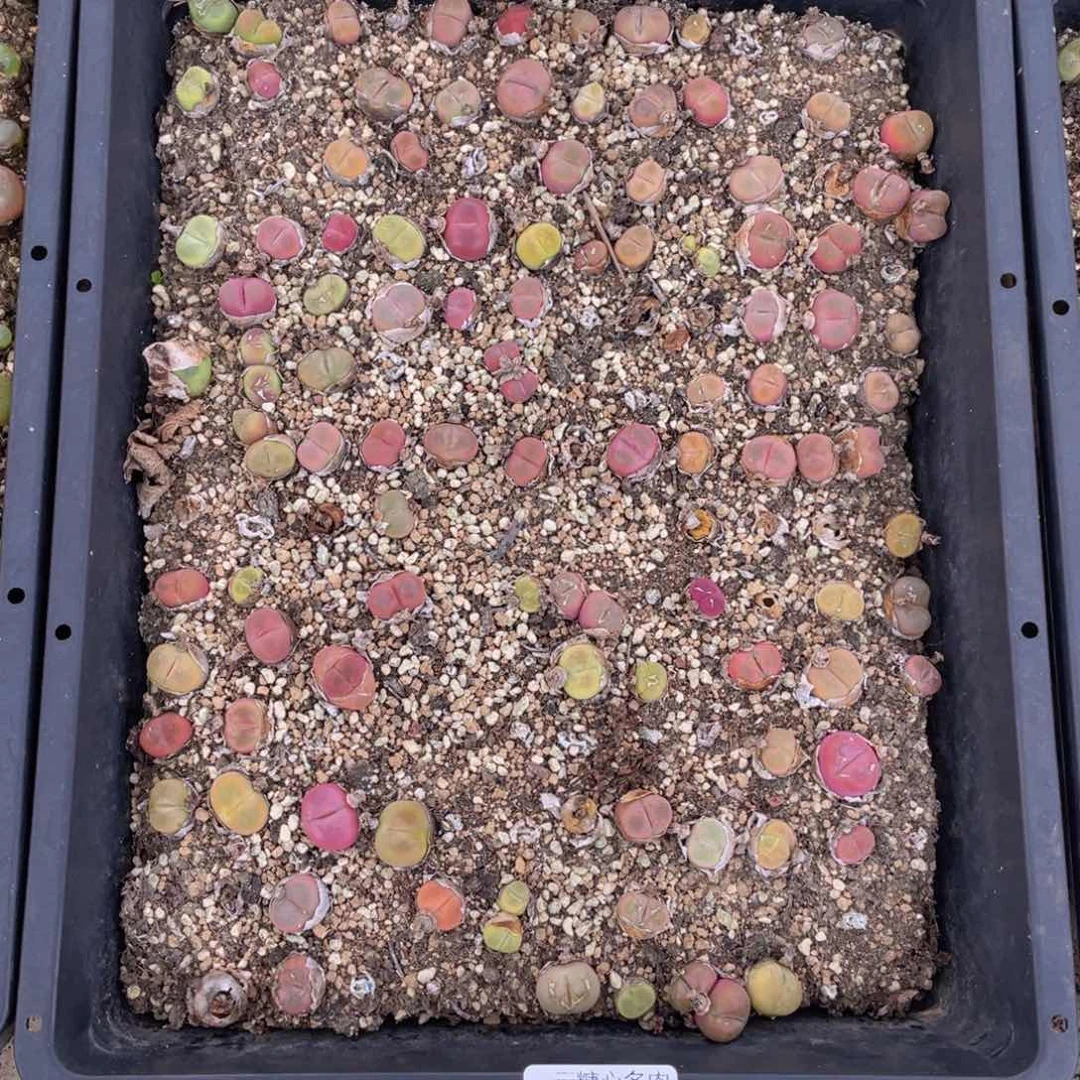 云糖心多肉植物242