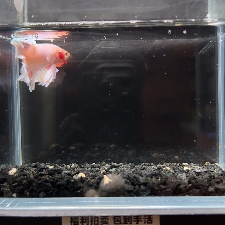斗鱼竞拍跑单拉黑27号128