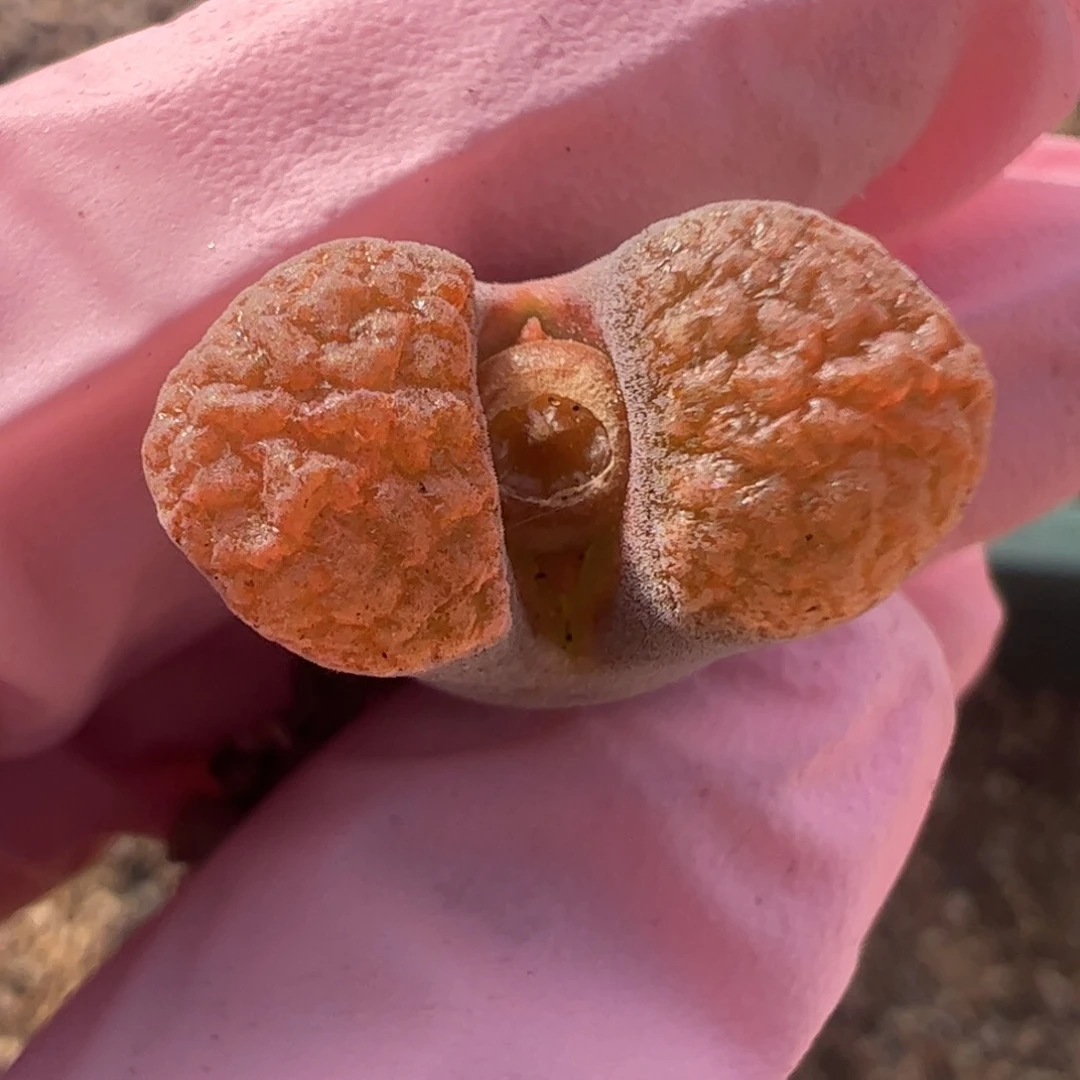 536 好看的多肉冲冲冲