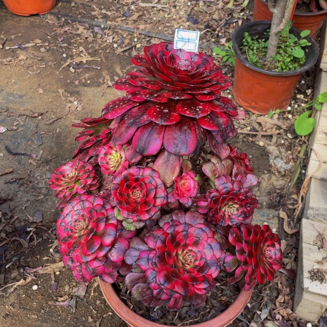 吼*31鲜花老桩造型有瑕疵