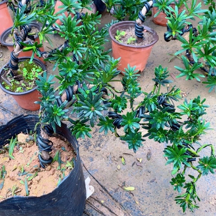 无花朵水****族罗汉松鲜花绿植