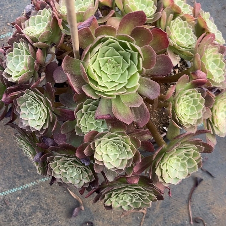 多肉植物万彩灯锦。