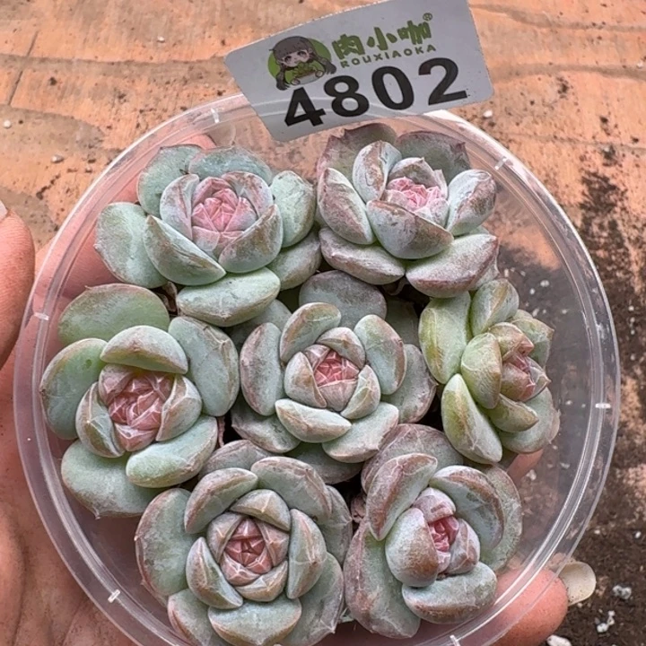多肉植物多肉植物