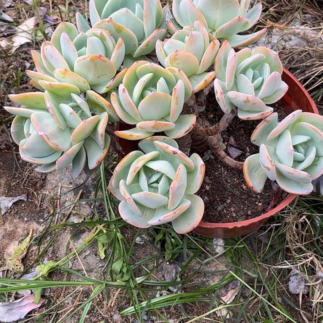 【闪购商品】无花朵S***e