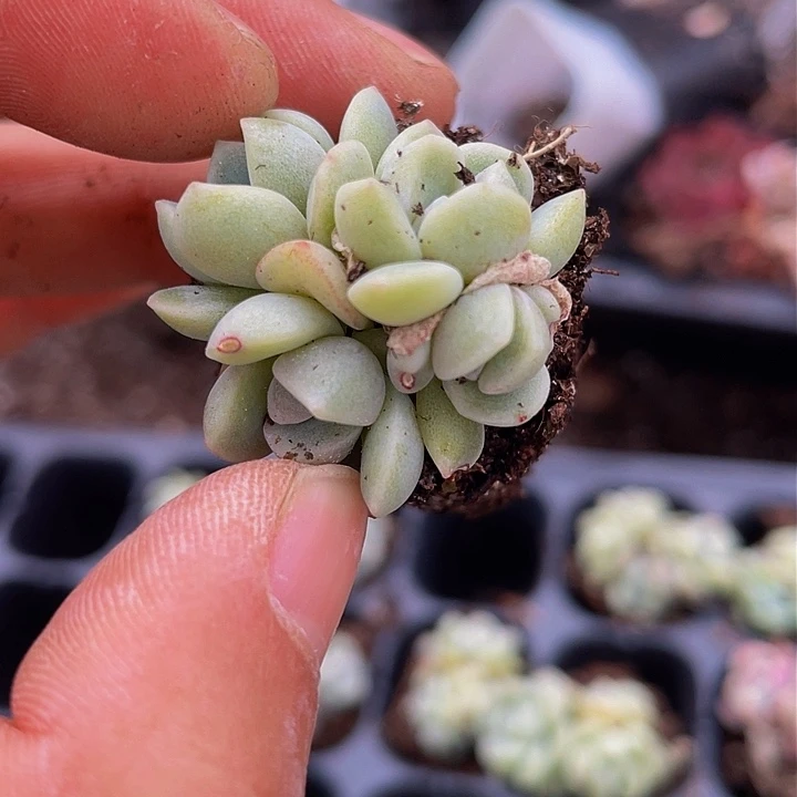 冰玉4头群生量拍满18包邮