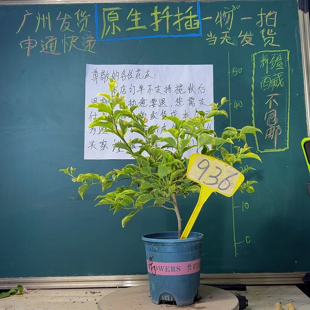 当前无花栽培后可以开花金边浅紫936