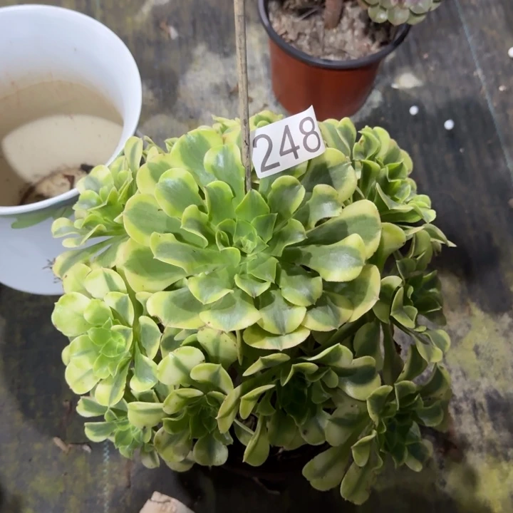 0000000000248绿豆沙福利价