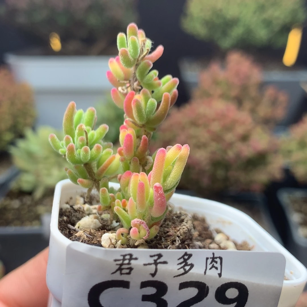 c329荧光兔锦枝干番杏