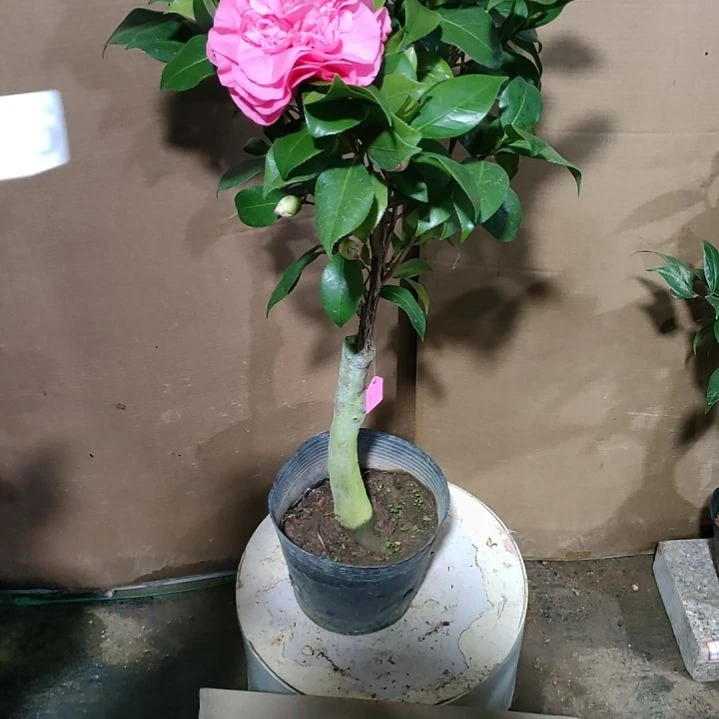 896不知，原盆原土发货，不包邮