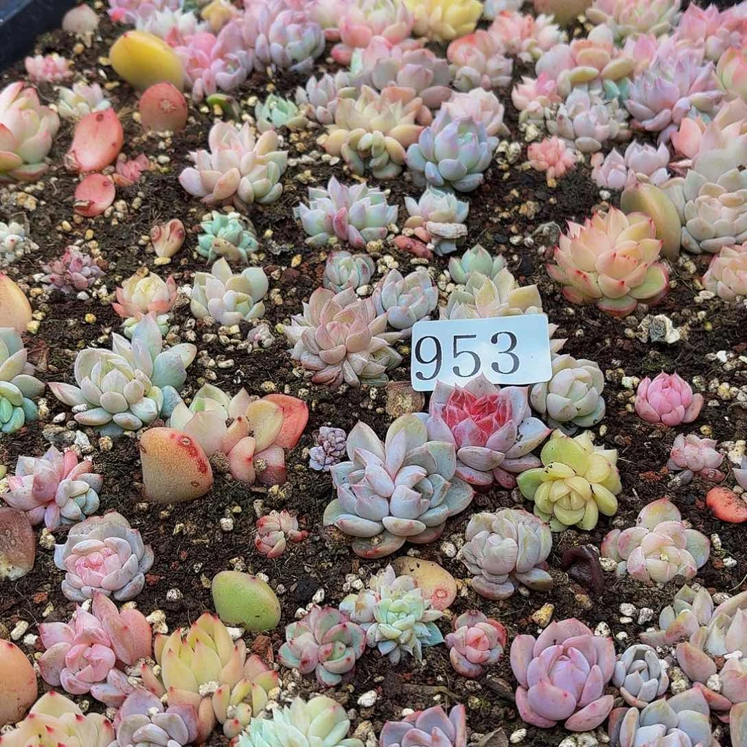 玲*多肉植物多肉植物953