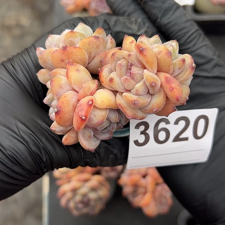 3620，六头星影带盆发