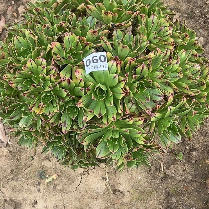 10.24.60必火多肉植物0