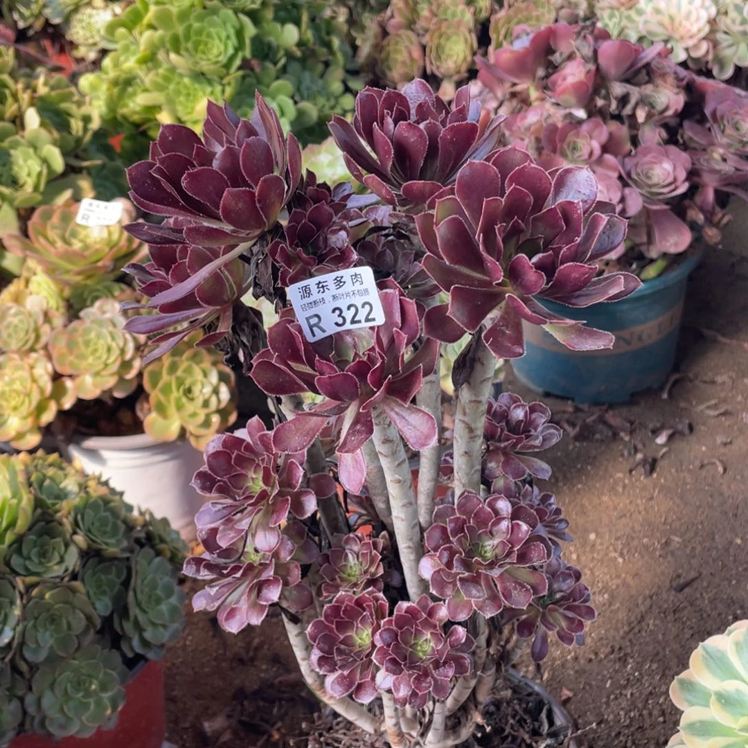 322黑法师多肉法师断枝不包