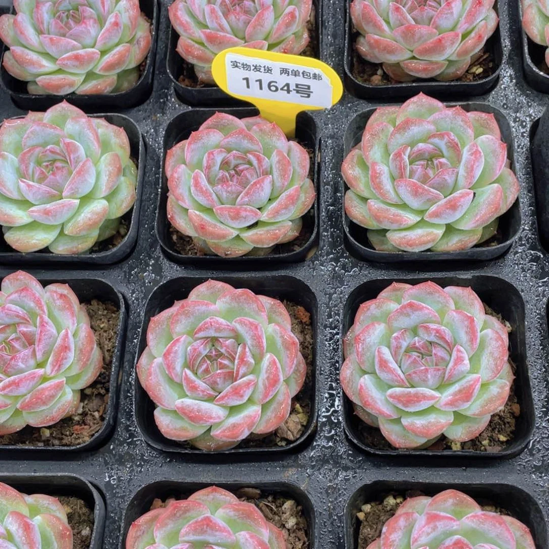 1164号 钻石粉胖子珍妮单头