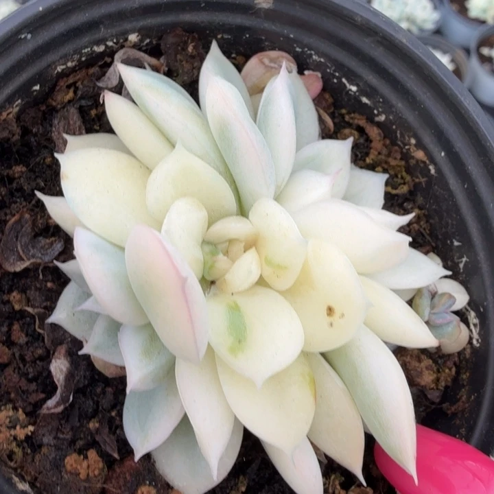 月亮仙子锦朵朵缀化