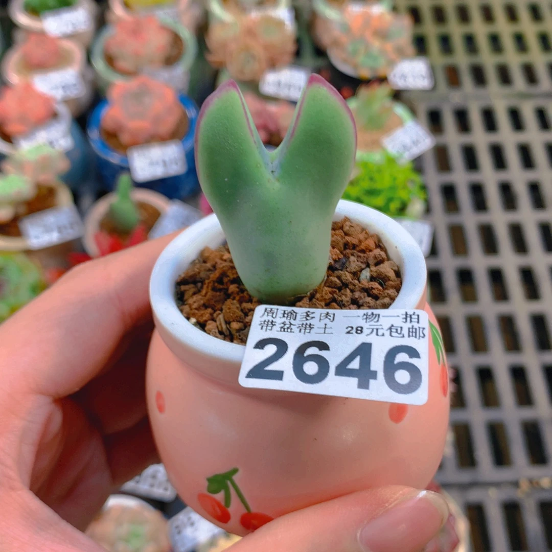 5厘米盆精控多肉2646