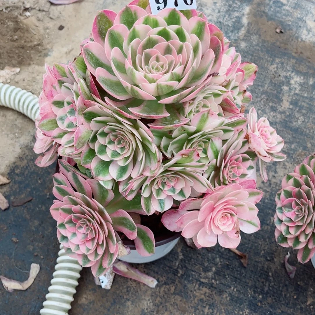 无花朵晨*曦多肉植物倾城970