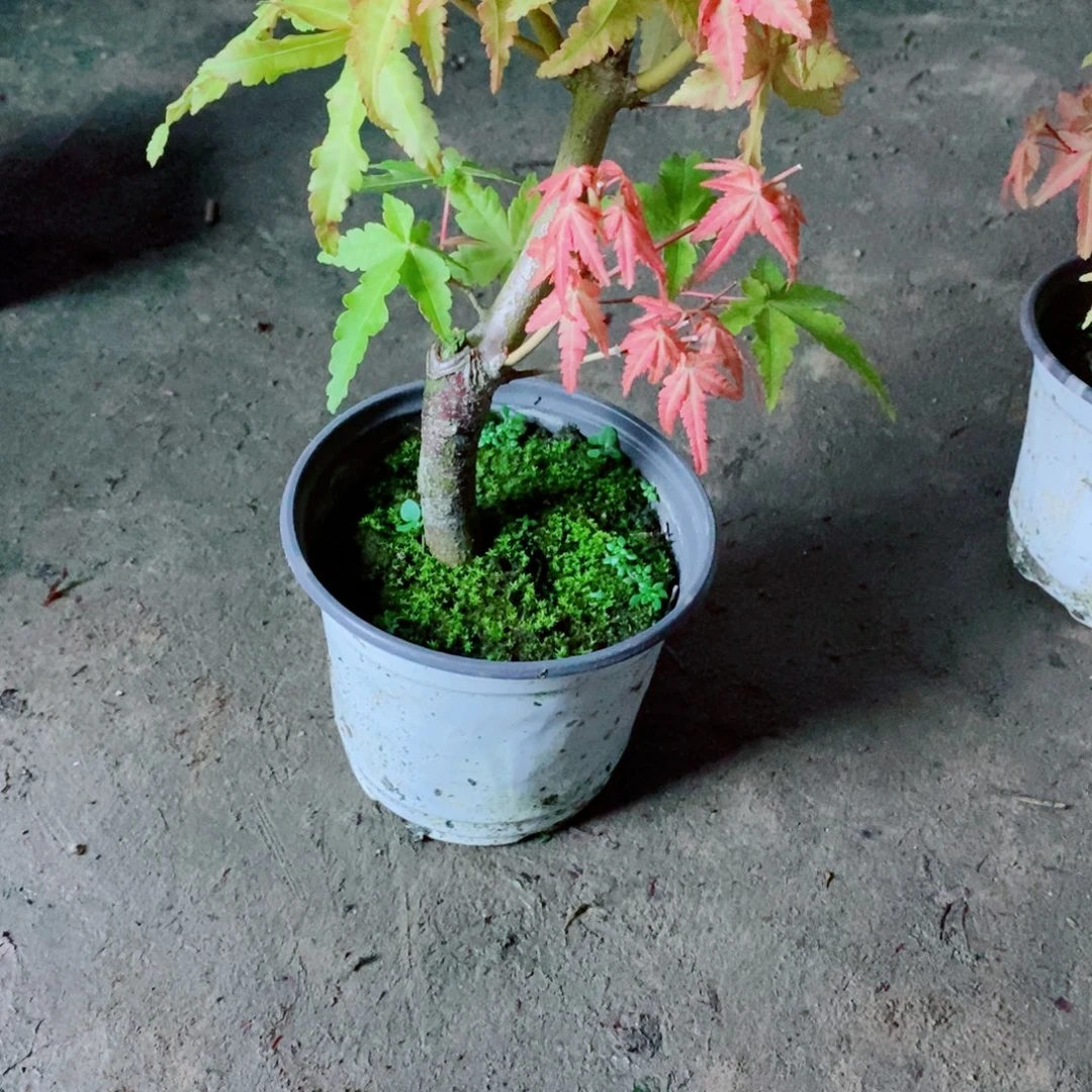 *****无花朵黄金枫小的