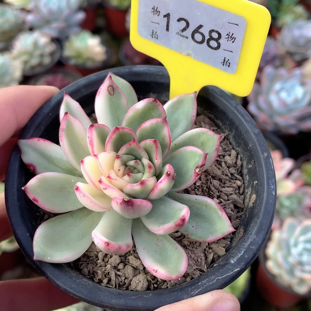 土***丝1268号多肉植物盆栽