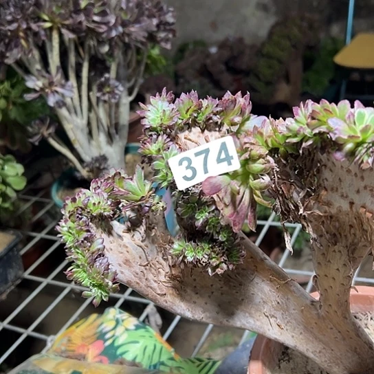 …***多肉植物一个五天肌374