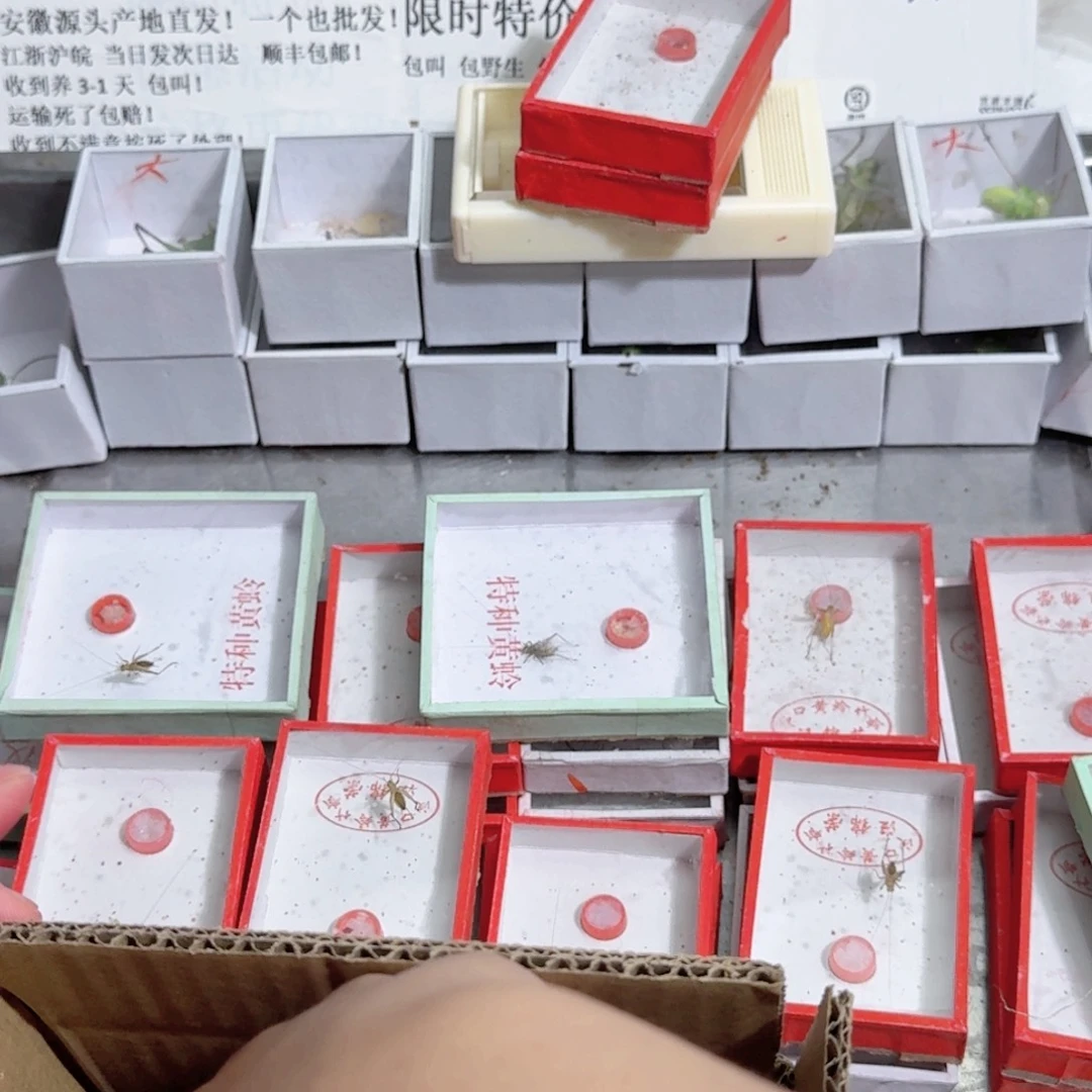 独***步蟋蟀哈哈好家伙笑哈哈啊