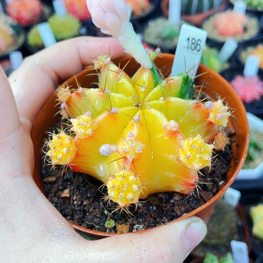 非偏远地区满25包邮仙人球裸根