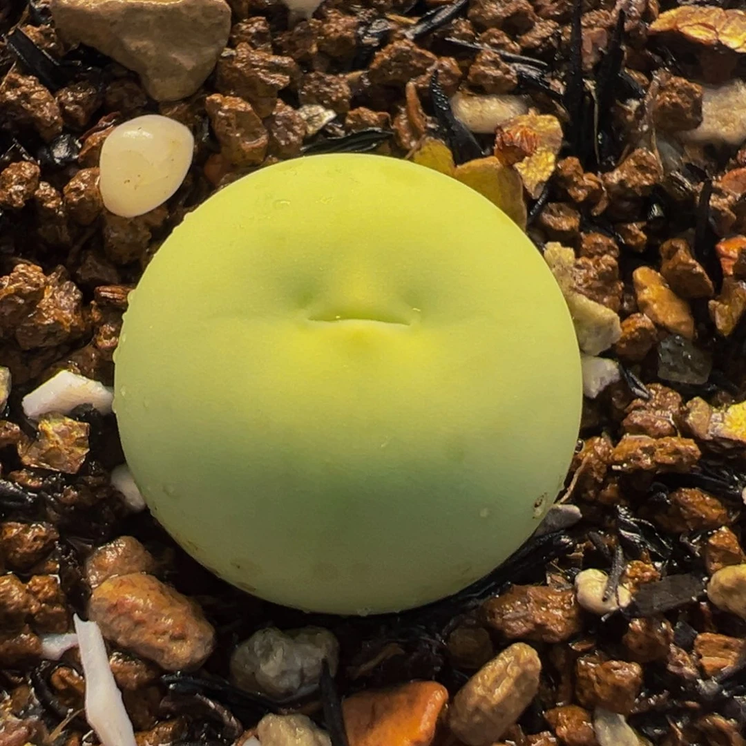 852多肉植物种类多样
