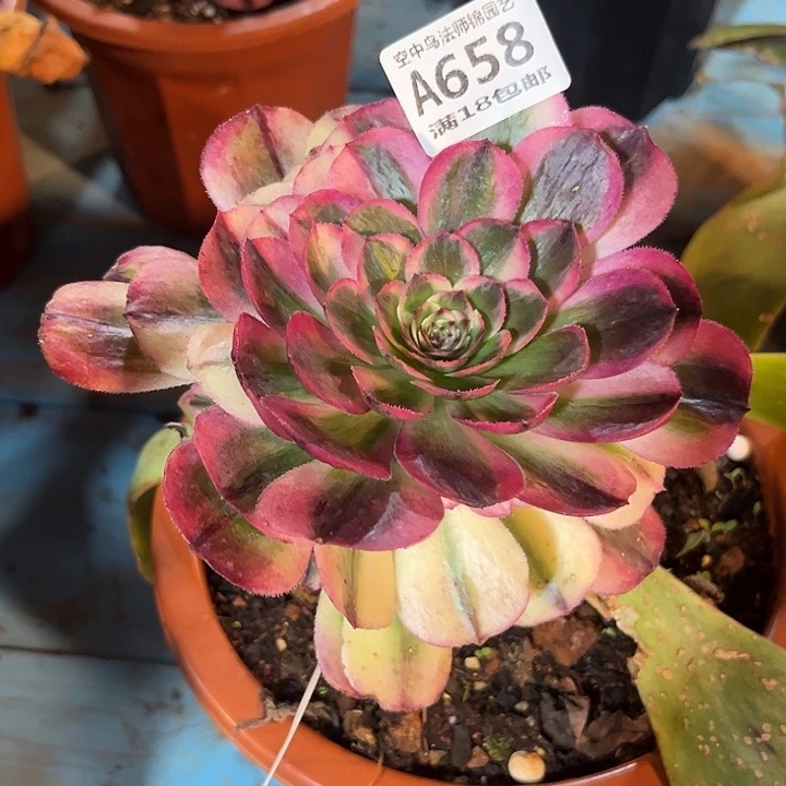 658海神多肉植物